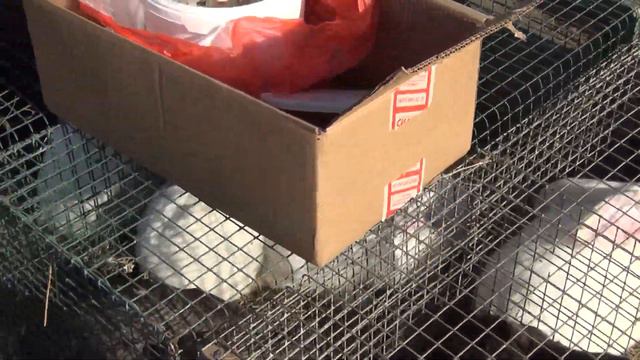 г Орёл    ярмарка птицы и животных 16 10 2021г 4