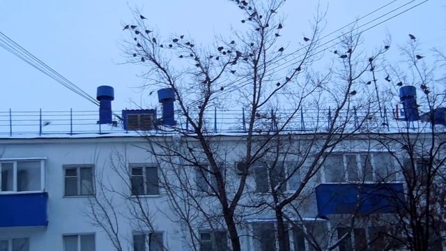 Снегири зимой в городе №4 смотреть онлайн