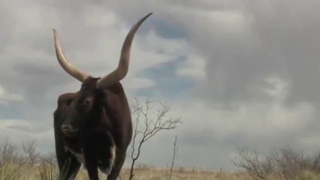 World's longest Watusi X Longhorn horns? You decide. смотреть онлайн