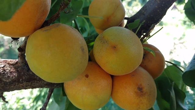 Абрикос Крымский Амур. Видео и отзывы от питомника Макси Сад смотреть онлайн