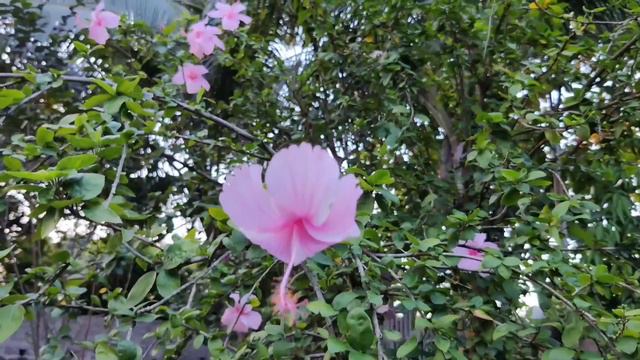 When words escape, flowers speak🌺#Hibiscus love❤️#nature🌴#short video смотреть онлайн