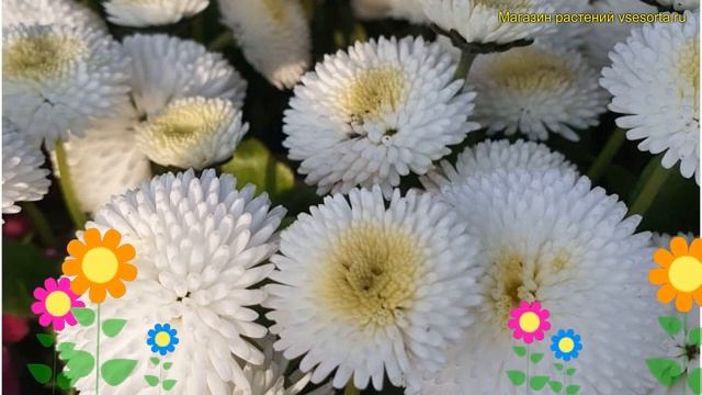 Маргаритка многолетняя Тассо Уайт. Краткий обзор, описание характеристик bellis perennis Tasso Whit смотреть онлайн