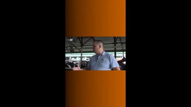 Защита здоровья и копыт у коров. Нарезка швов в полах коровника или резиновое покрытие в проходах? смотреть онлайн