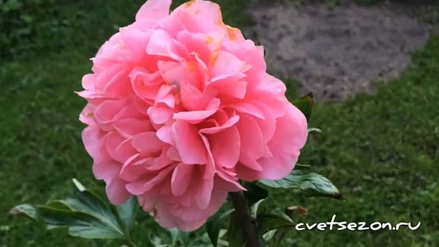 Пион «Carnation Bouquet» (Корнейшен Букет) смотреть онлайн