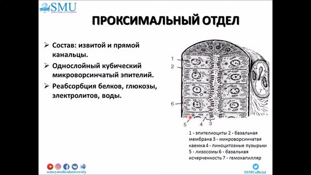 Лекция Мочевыделительная система смотреть онлайн