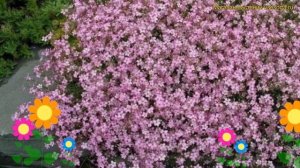 Гипсофила ползучая Розеа. Краткий обзор, описание характеристик gypsofila repens Rosea