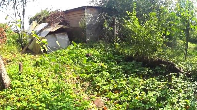 Пересадила яблоню. Погреб Готов к Зиме. Работы в Саду. 101 серия смотреть онлайн