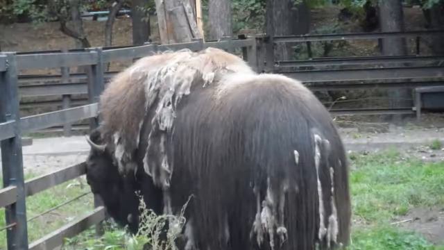 новосибирский зоопарк смотреть онлайн