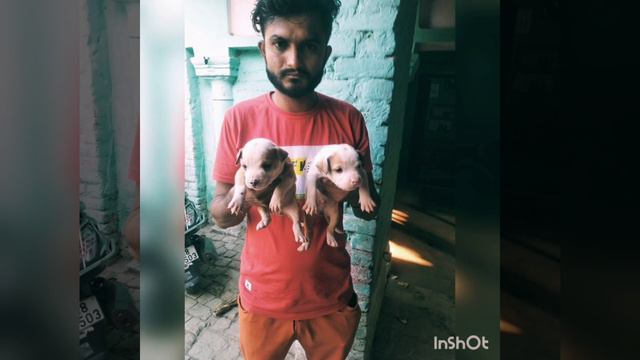 Cheapest dog Market in Haridwar.. смотреть онлайн