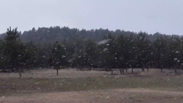 Выход в свет зайца и другое. смотреть онлайн
