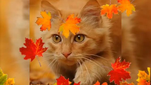 "КОТИК" + игра "Кот и мыши" смотреть онлайн