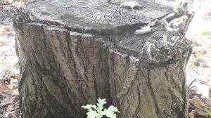 Как навсегда избавиться от любого дерева и его поросли.