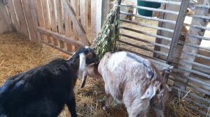 Клички  козлят