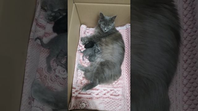 Пополнение у кошки Мурки??? смотреть онлайн