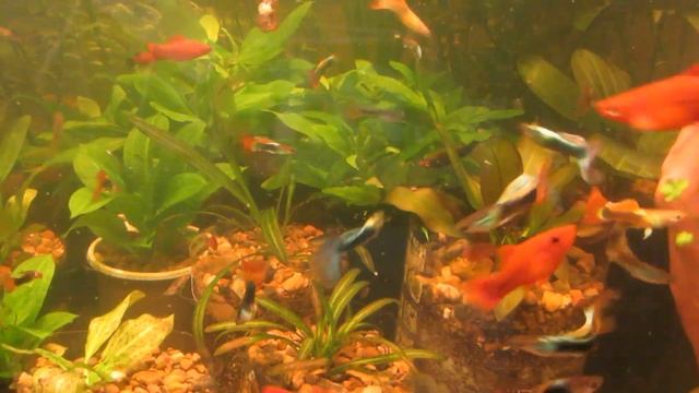 Лимонник карликовый (компакт) Гигрофила Коримбоза. Колхозная агрономия.) смотреть онлайн