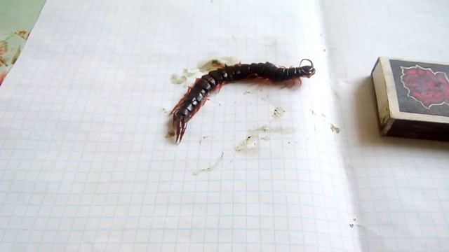 Зоологические Загадки