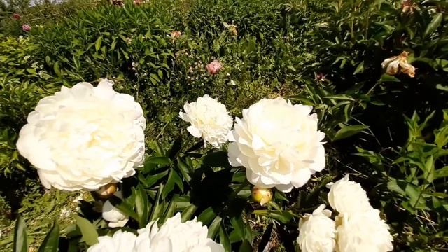 Пион ДЖЕЙМС ЛЬЮИС / Paeonia JAMES LEWIS - ОБЗОР, ОПИСАНИЕ, ЦВЕТЕНИЕ, ОТЗЫВ смотреть онлайн