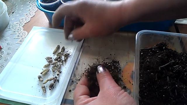 Ахименес. Проверяю и высаживаю ризомы после зимнего периода покоя. смотреть онлайн