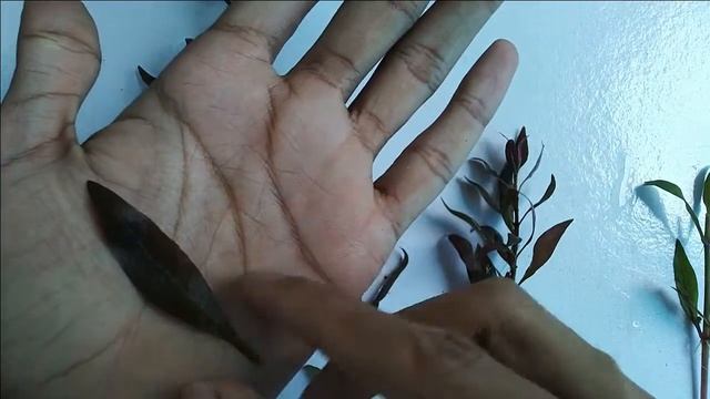 Alternanthera Reineckii 'mini' | Plant Care Guide | Malayalam смотреть онлайн