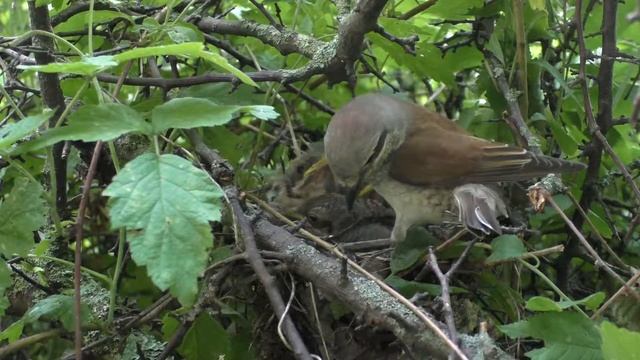 Жулан у дороги 160613 1 22 2Pa770 10 ♀ без корма, осмотр гнезда продолжение смотреть онлайн