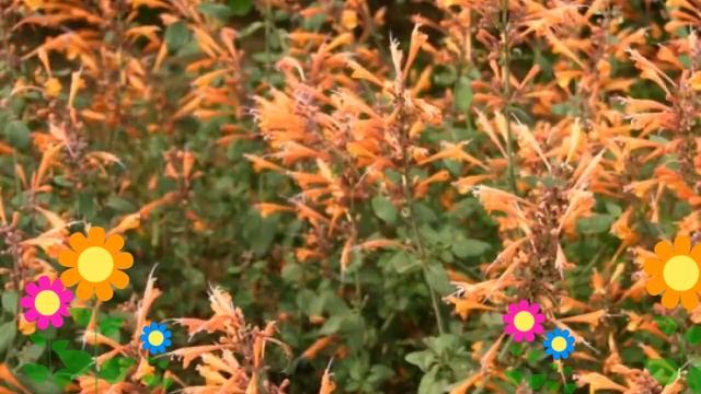 Лофант оранжевый (Tango). Краткий обзор: Лофант оранжевый описание характеристик, где купить саженц смотреть онлайн