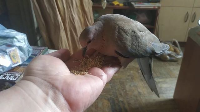 Горлица ручная смотреть онлайн