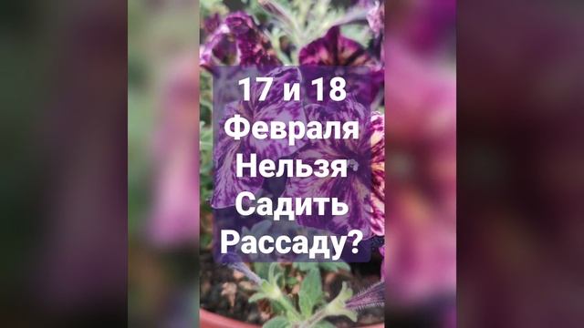 Садовые работы 17 и 18 февраля. Почему Рассаду Лучше не Садить? Лунный Посевной Календарь.#Shorts смотреть онлайн