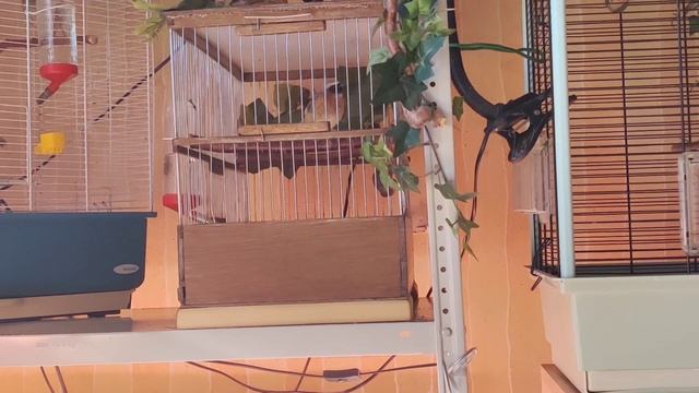 Горихвостка садовая 2 (Phoenicurus phoenicurus) смотреть онлайн