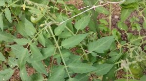 Томаты/Сорт Монгольский Карлик/Обзор и советы по выращиванию