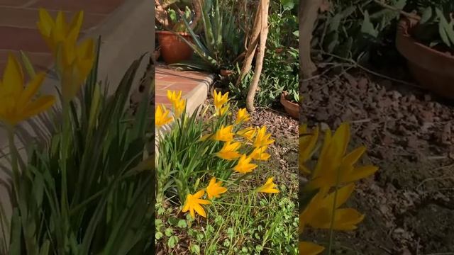 Sternbergia lutea смотреть онлайн