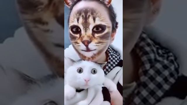 Когда хозяева троллят кошек - реакции усатых на фильтр ТикТок смотреть онлайн