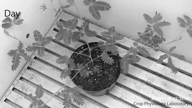 Circadian control of leaf movement смотреть онлайн