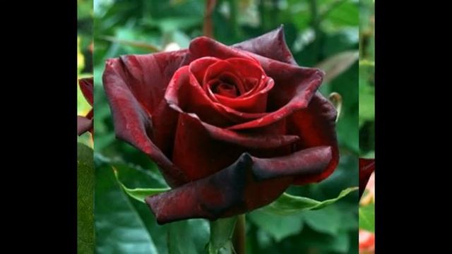 Троянда Блек ( роза Black ) Мій розкішний сад смотреть онлайн