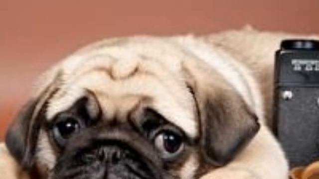 Красивые мопсы смотреть онлайн