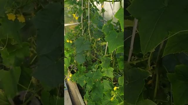 Желтеют и сохнут завязи огурцов, спасаем зеленцы. Опрыскивание по листу. смотреть онлайн
