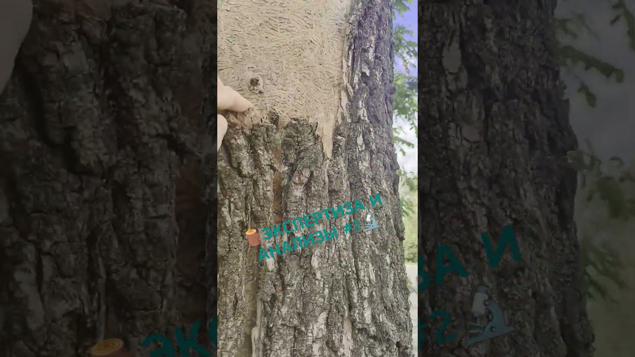 НУЖНА ЭКСПЕРТИЗА И АНАЛИЗЫ # 2 #старыйоскол #спилдеревьев #спилитьдерево #дерево #деревья смотреть онлайн