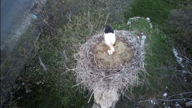 Подсмотрено за гнездом Аистов смотреть онлайн