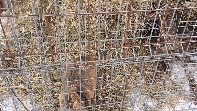 26.11.23. утепленный Бусиндроид и Стеша смотреть онлайн