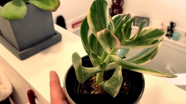 Variegated Jade Plant || Crassula Obliqua VARIAGATA || Crassula Ovata Lemon & Lime || Succulent Car