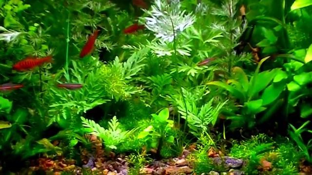 #Aquarium. Эритрозонусы и неоны. смотреть онлайн
