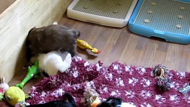 Тибетский терьер (Щенки Геры и Беллы) смотреть онлайн