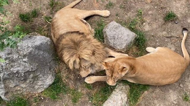 Львы неотразимы! Обнимашки львов! Зоопарк «СКАЗКА»! смотреть онлайн
