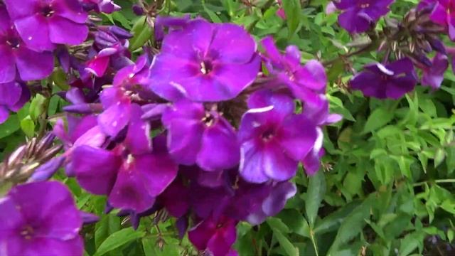 Флокс метельчатый Кинг The King. Автор: Fairbairn Год: 1942. смотреть онлайн