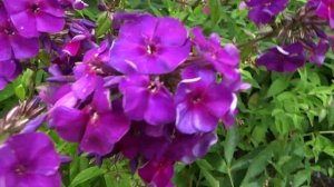 Флокс метельчатый  Кинг  The King. Автор: Fairbairn Год:  1942.