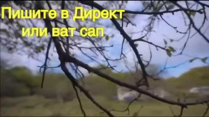 Купите пчелопакеты Карника или Бакфаст