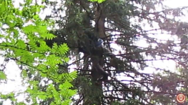 Установка ловушки на бродячие рои медоносной пчелы. Далеко от города и близко от дороги смотреть онлайн