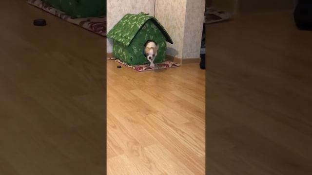 Чихуахуа Филька дрессируем как можем смотреть онлайн