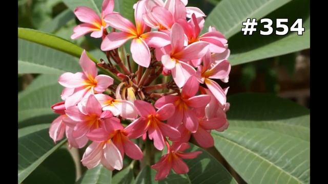 #354. Цветы и растения - очень яркие цветы смотреть онлайн