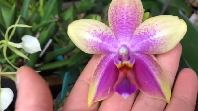 My kings and queens ... Blooming orchids in March 2018.. Paphs, phals, Oncidium, Dendrobium and mor смотреть онлайн