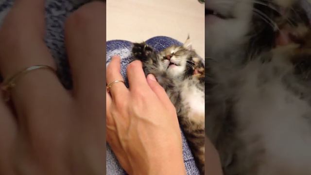 Потягушки смотреть онлайн